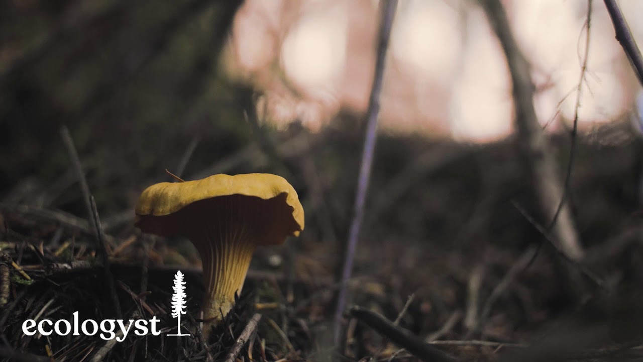 Hunting Chanterelles Pause for Nature YouTube