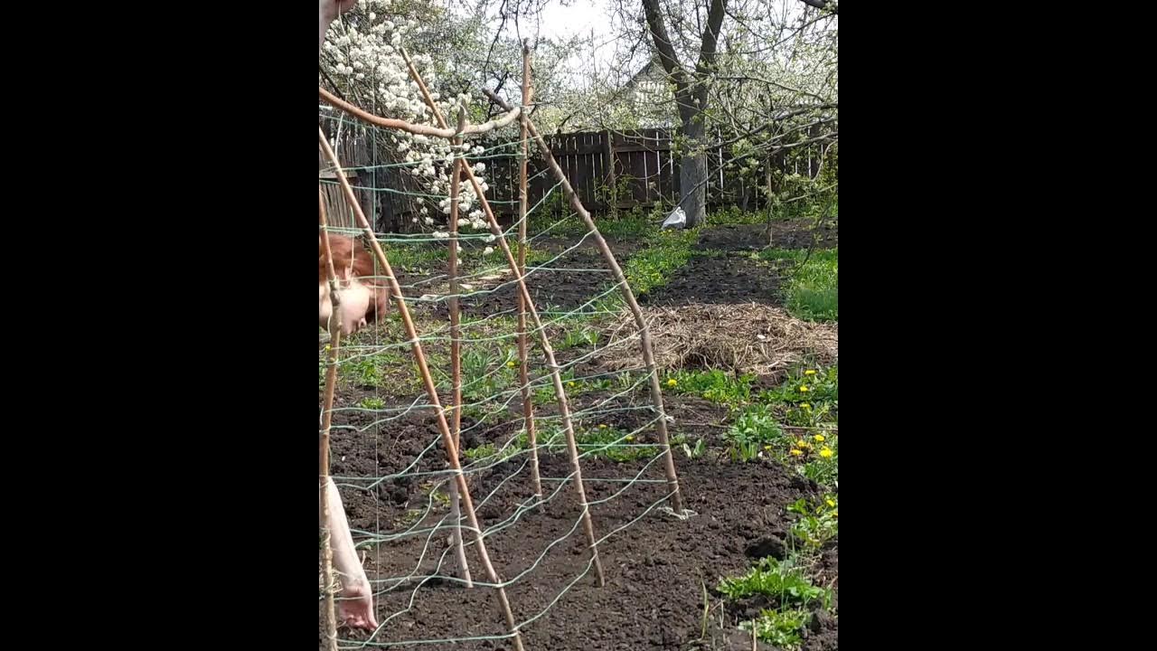 Опора для гороха и фасоли своими руками - YouTube