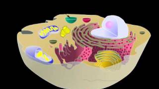 PLANT CELL ORGIN VACUOLES