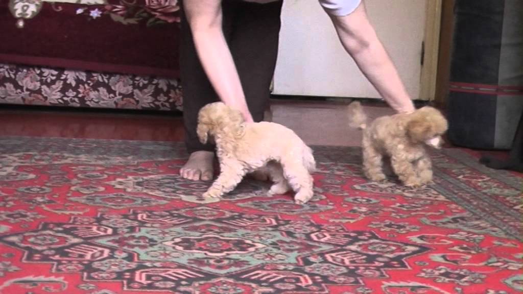 Ваниловичи 2м 8д puppies apricot toy poodles YouTube