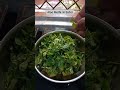 Aloo Methi ki Simple and Tasty Sabzi | Sandhya Jaiswal