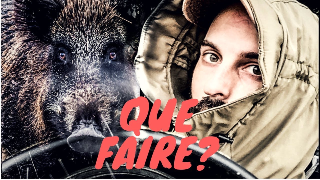 JE ME SUIS FAIT AVOIR PAR UN SANGLIER. YouTube