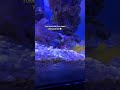 Bro said not today 😭 #saltwateraquarium #aquarium #reeflife #fishtank #shrimp