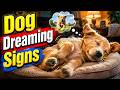 How to Tell If Your Dog Is Dreaming: Signs Like Twitching and Leg Paddling 🐶💤