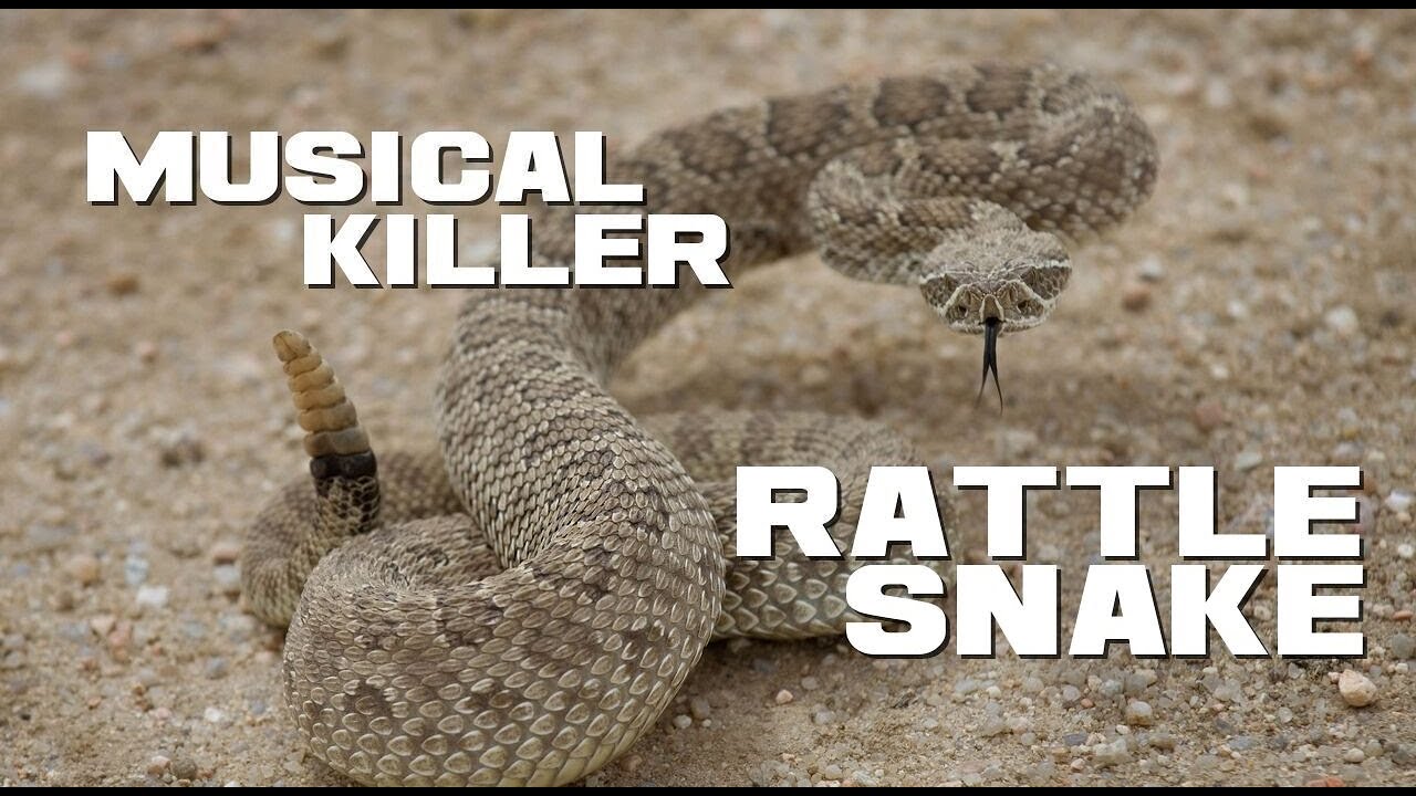 10 Rattlesnake Facts Musical Killer Animal a Day YouTube