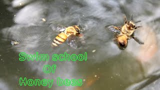 Swim School of honeybees