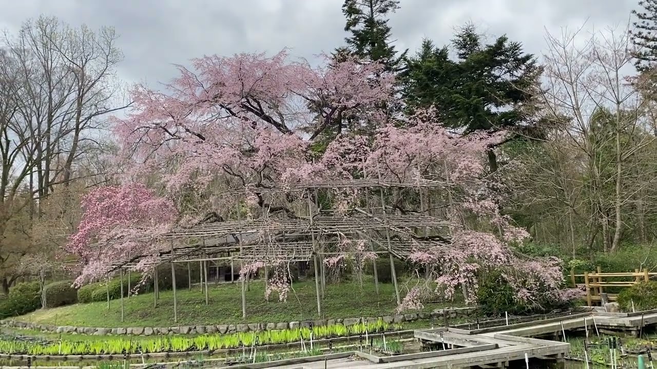オオシダレザクラ・大枝垂桜（2024年4月4日） - YouTube