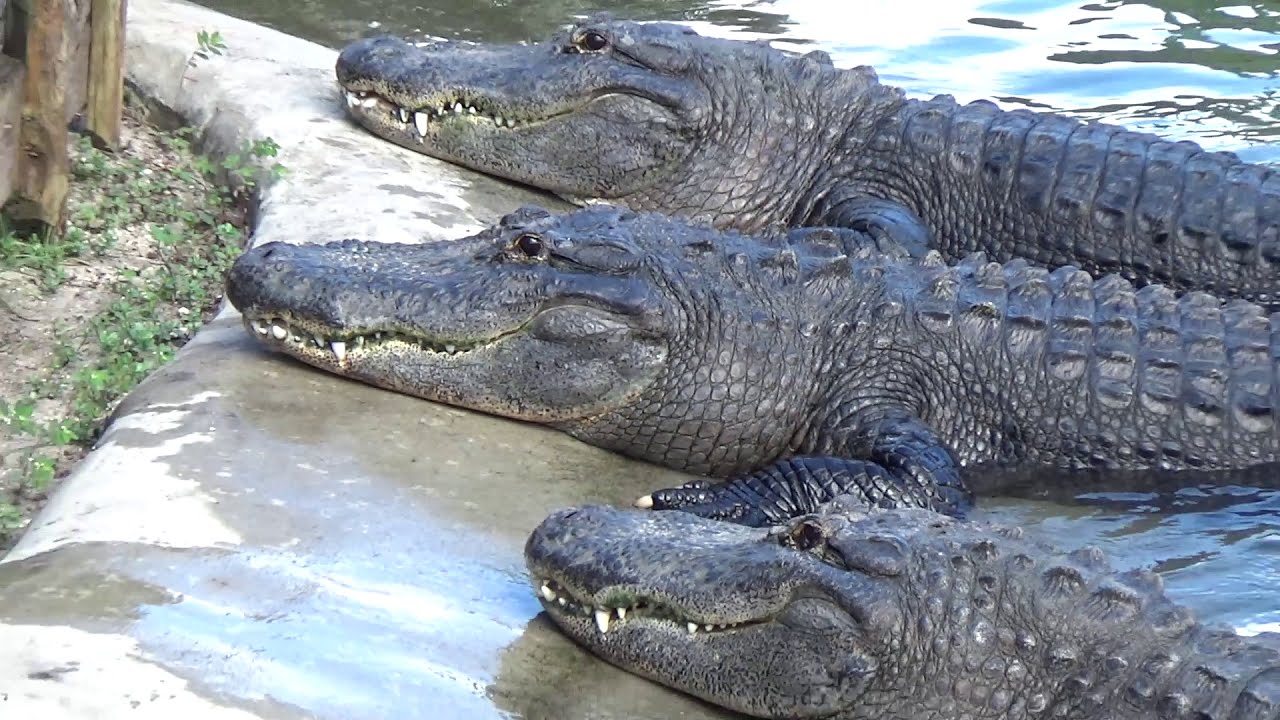 Feeding the Gators at Bass Pro Shop in Palm Bay Florida October 2020 