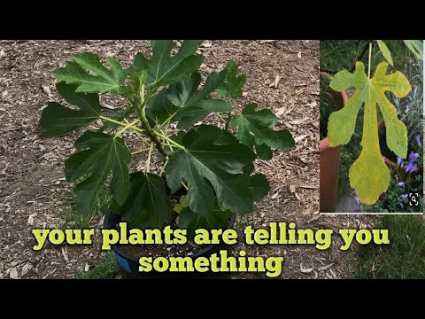 Are your fig tree leave turning yellow