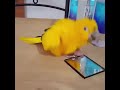 Cute Birds Dance movements to Music Compilation part-1#Cute VN #MashupZone #mihaifrancu