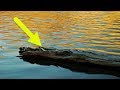 This Fisherman Spotted A  Log  In The Lake – Then Suddenly Knew It Was A Helpless Figure Drowning