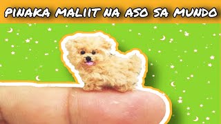 Pinaka MALIIT na aso sa mundo | Top 10  (SoCute) by Doggyloverph 7,883 views 3 years ago 8 minutes, 21 seconds