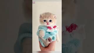 Cute Funny Cats😀#Shorts  #Funnycats