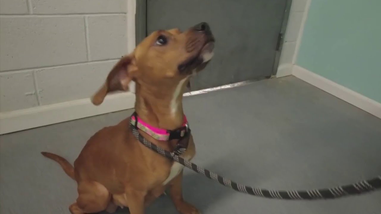 Meriden animal control seeks answers after emaciated dog found without ...