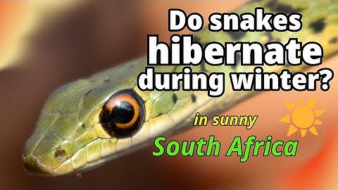 Do snakes hibernate in temperate regions?