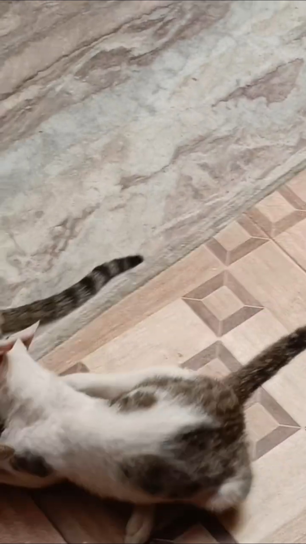 🐕 एनिमल लवर 🐱 - ShareChat