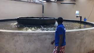 Fishub Ras Fish Farm, Rwanda
