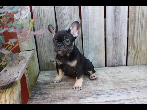 black and tan frenchie