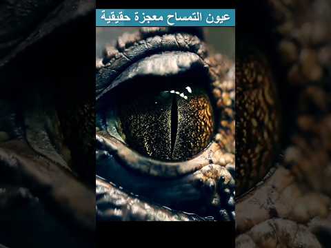 معلومة غريبة عن عين التمساح