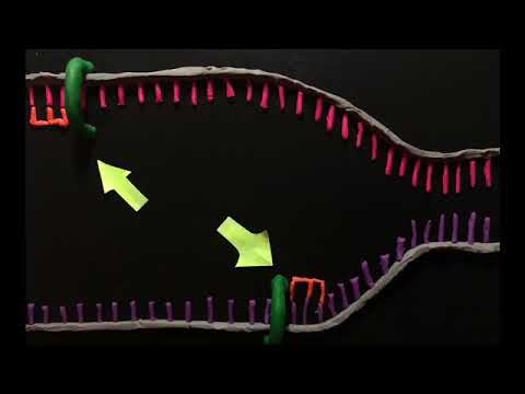 Vídeo: O DNA bacteriano é encontrado no citosol?