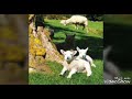 من أغاني الرعاة نشيد درس الراعي والذئب للصف الثالث إعداد المعلمة منال مطر مدرسة القاهرة ب بغزة