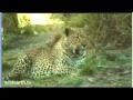 Mvula Male Leopard - 09/14/10  - 3