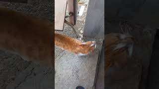 Что Вызвало Смех