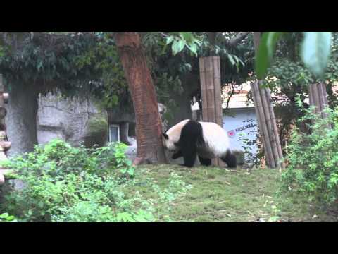 Video: Ķīnas Milzu Pandu Parks Ir Masīvs