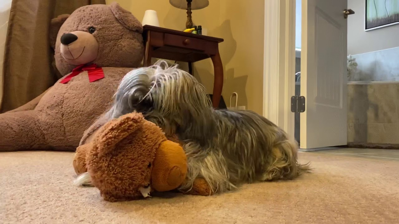 My Dog Won’t like to give the toy YouTube