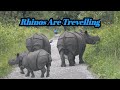 Rhinos are Travelling on road Manas National Park..