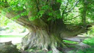 Download Lagu Rondje Tamme Tukkel - Castanea sativa MP3 Download Lagu Rondje Tamme Tukkel - Castanea sativa MP3