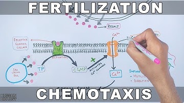 Fertilization in Sea Urchin | Chemotaxis Signalling