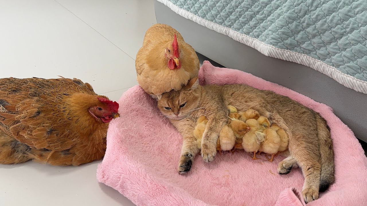 Mother cat: I've tamed the hen and her chicks! The hen is quite helpless.The persistent cat mom
