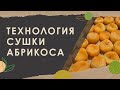 1. Технология сушки абрикоса