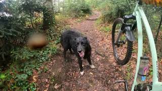 NewBikeDay / MTB Black Forest / Schwarzwald / 2604212