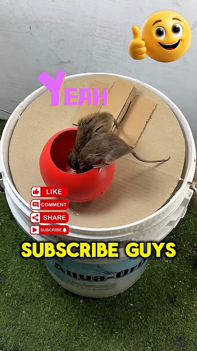 PERANGKAP TIKUS PALING AMPUH ‼️#youtubeshorts #shortvideo