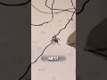 This Spider Is Secretly an Artist 😱 #shorts #spider #art #cool #interesting # #viral