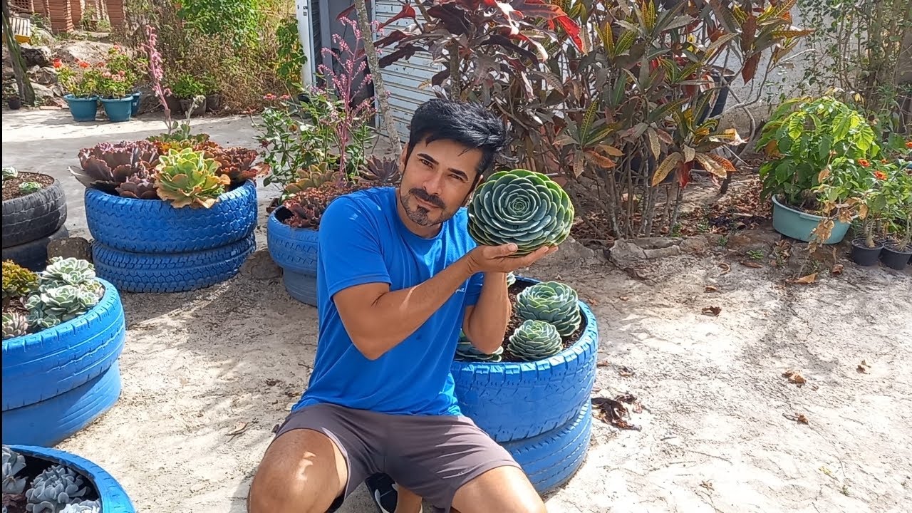 A suculenta do momento q todo mundo tá querendo,olha as minhas como estão belas