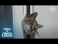 Cat Peeks At The House Where She Has Good Memories With Her Previous Family | Animal in Crisis EP209