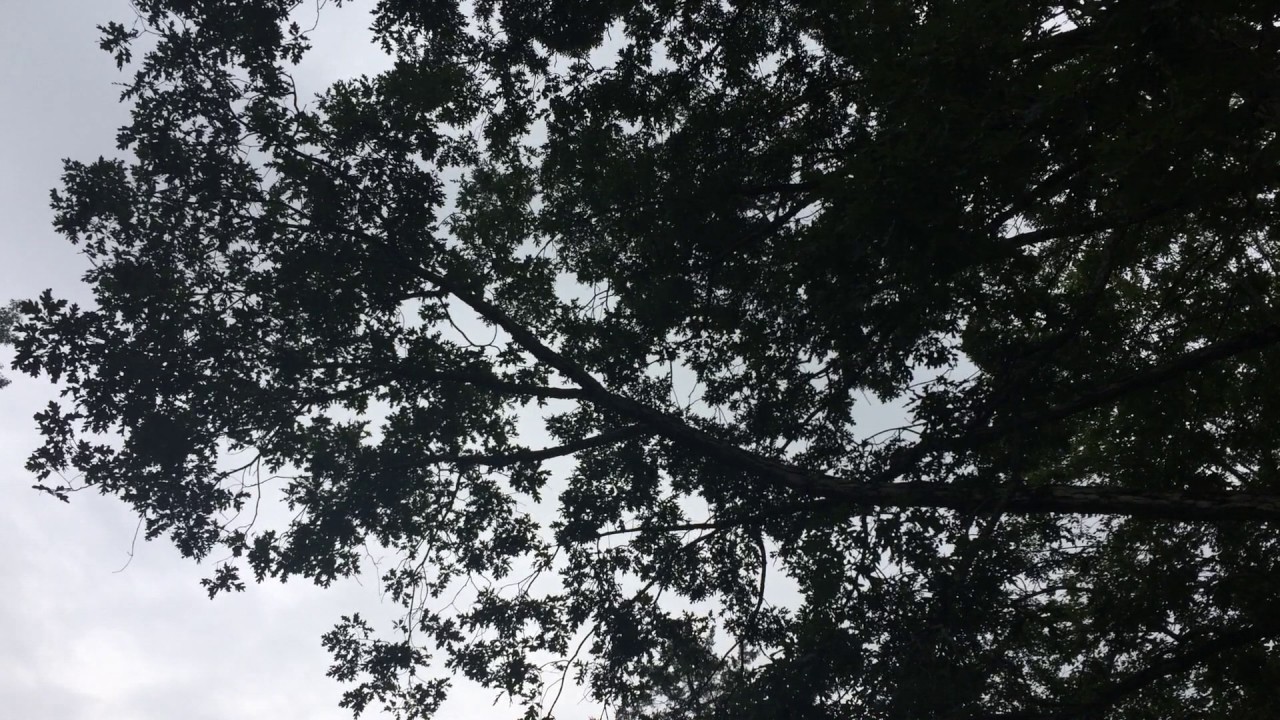 Birds Sound Like Squeaky Door Hinge YouTube Birds Sound Like Squeaky Door Hinge YouTube