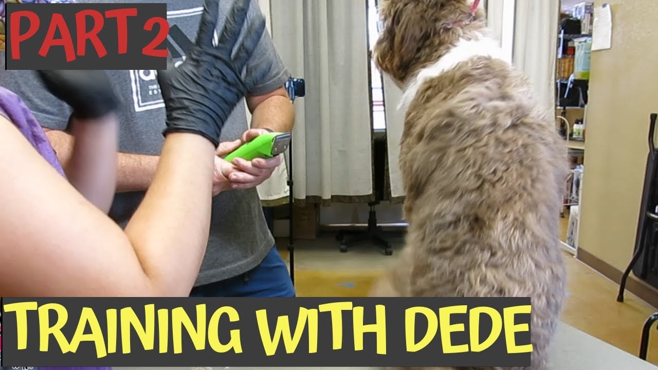I m A Fire Fighter I Need Help Grooming My Aussiedoodle PT2 YouTube