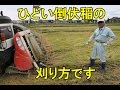 ひどい倒伏稲の刈り方です。2016