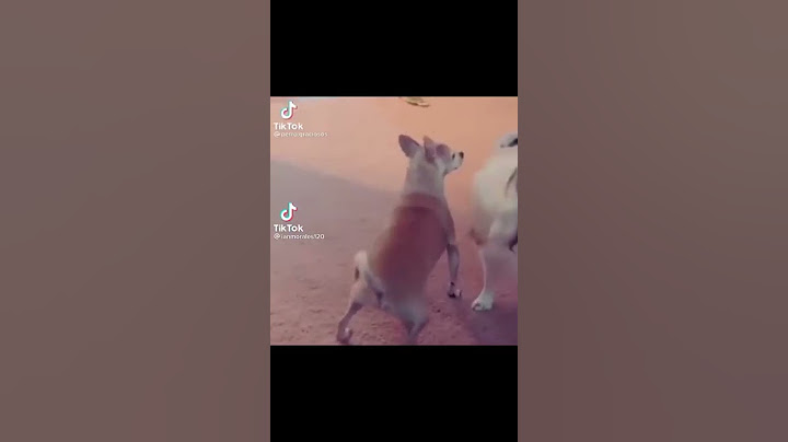Video de risa puedes aguantar la risa