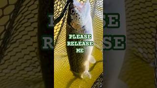 Download Mp3 CATCH ‘N RELEASE #kayakfishing #fishing #fishinglife #fishingvideo #catchandrealease Gudang lagu Download Mp3 CATCH ‘N RELEASE #kayakfishing #fishing #fishinglife #fishingvideo #catchandrealease