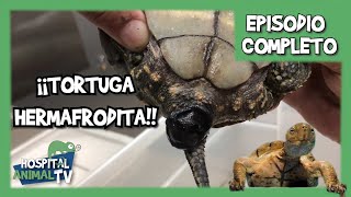 ¡Tortuga hermafrodita! ¿Alguna vez has visto algo parecido? | Hospital Animal TV (episodio completo)