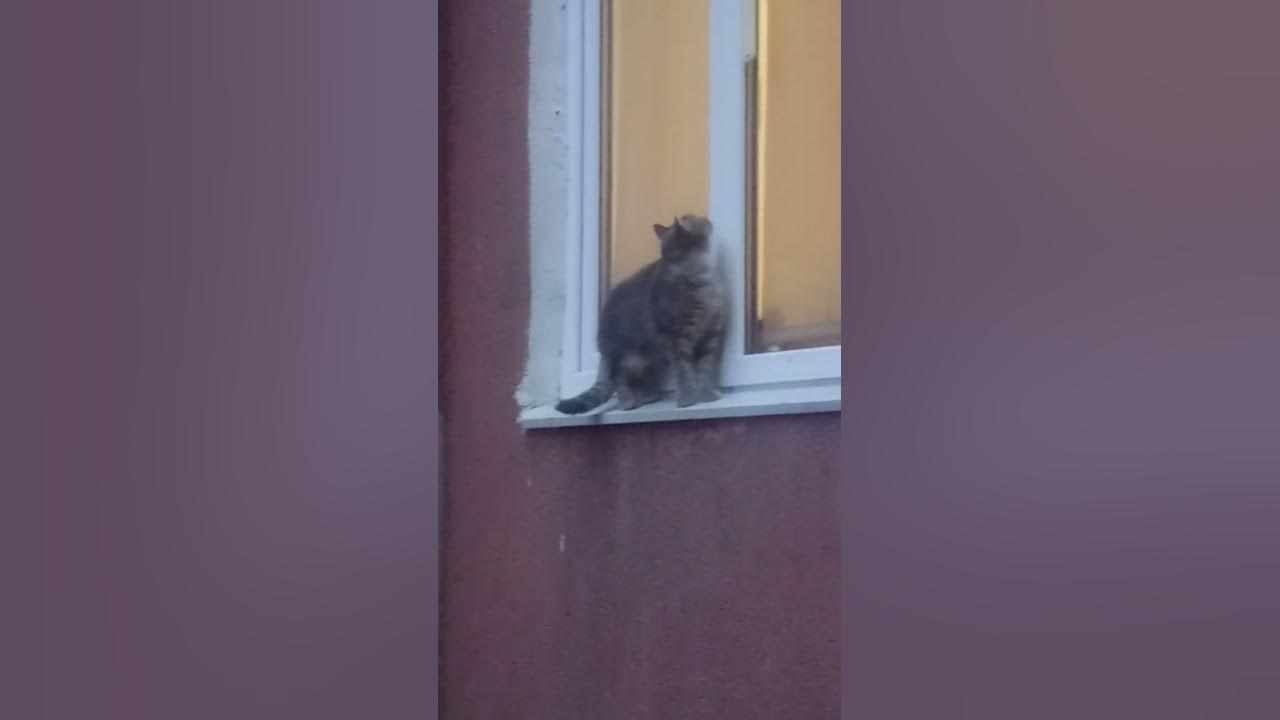 Миле #кошеня проситься додому #кіт #cat #кошка - YouTube