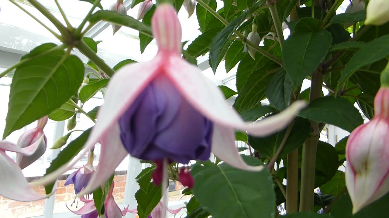 Bush Fuchsia - Fuchsia eleanor Sinton - Blóðdropi Krists  - Tárablóm  - Fúxía - Pottaplöntur