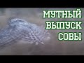 Коротенькое видео про сову и гуся