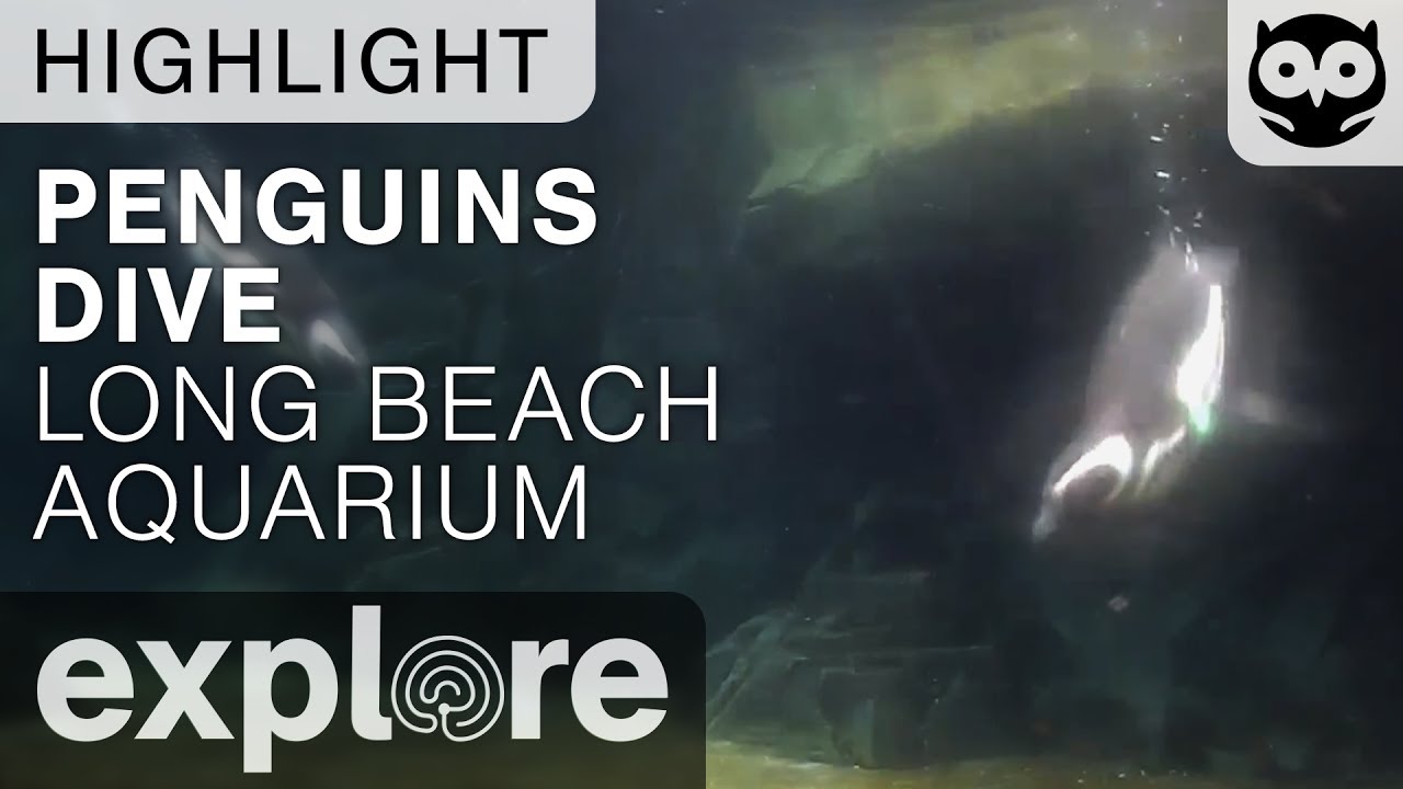 Penguins Dive at the Habitat Long Beach Aquarium Live Cam Highlight