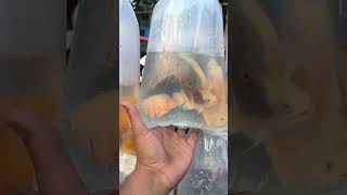 Kolkata ped market/ gallif Street / life fish market/ in my shop #sortvideo #aquariumfish #tiktok #